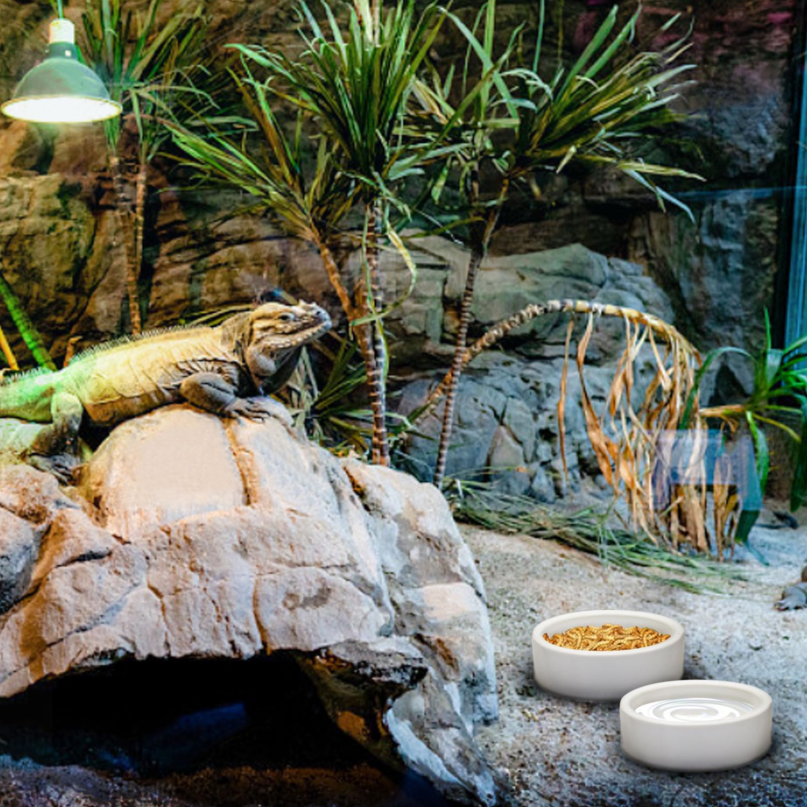 Mangeoire anti-éclatement en céramique pour petits animaux - Pour lézard, grenouille, serpent, tortue, gecko, hamster - Gamelle pour évasion alimentaire - Bol d'eau pour reptiles (M)