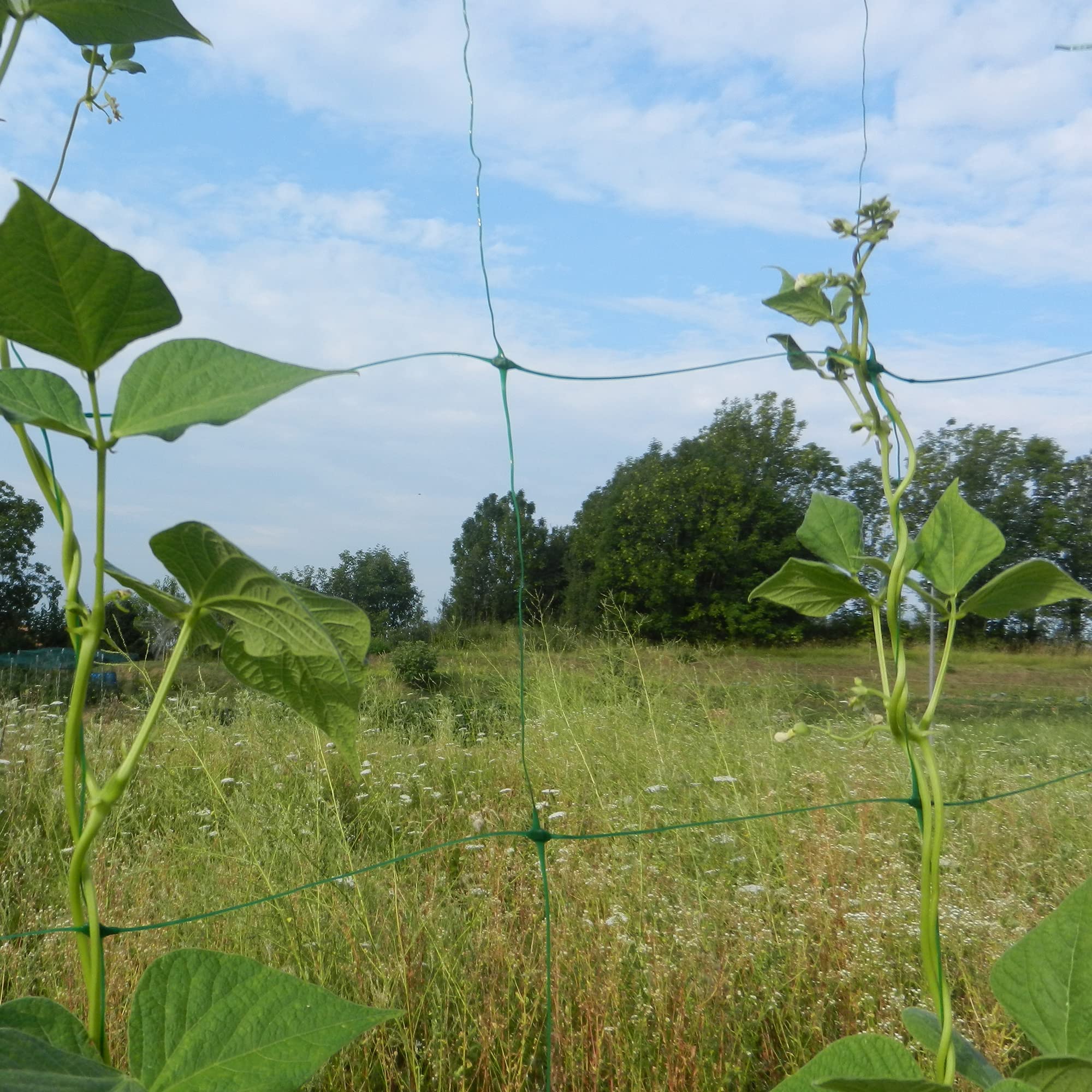Image secondaire de Filet à Ramer Tenax Flora 2,00x20 m - Support pour Plantes Grimpantes