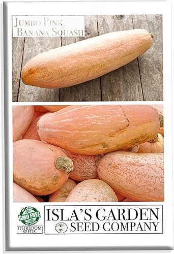 Semillas de calabaza de plátano rosa, más de 15 semillas tradicionales por paquete, semillas de jardín de Isla (semillas de jardín de Isla),