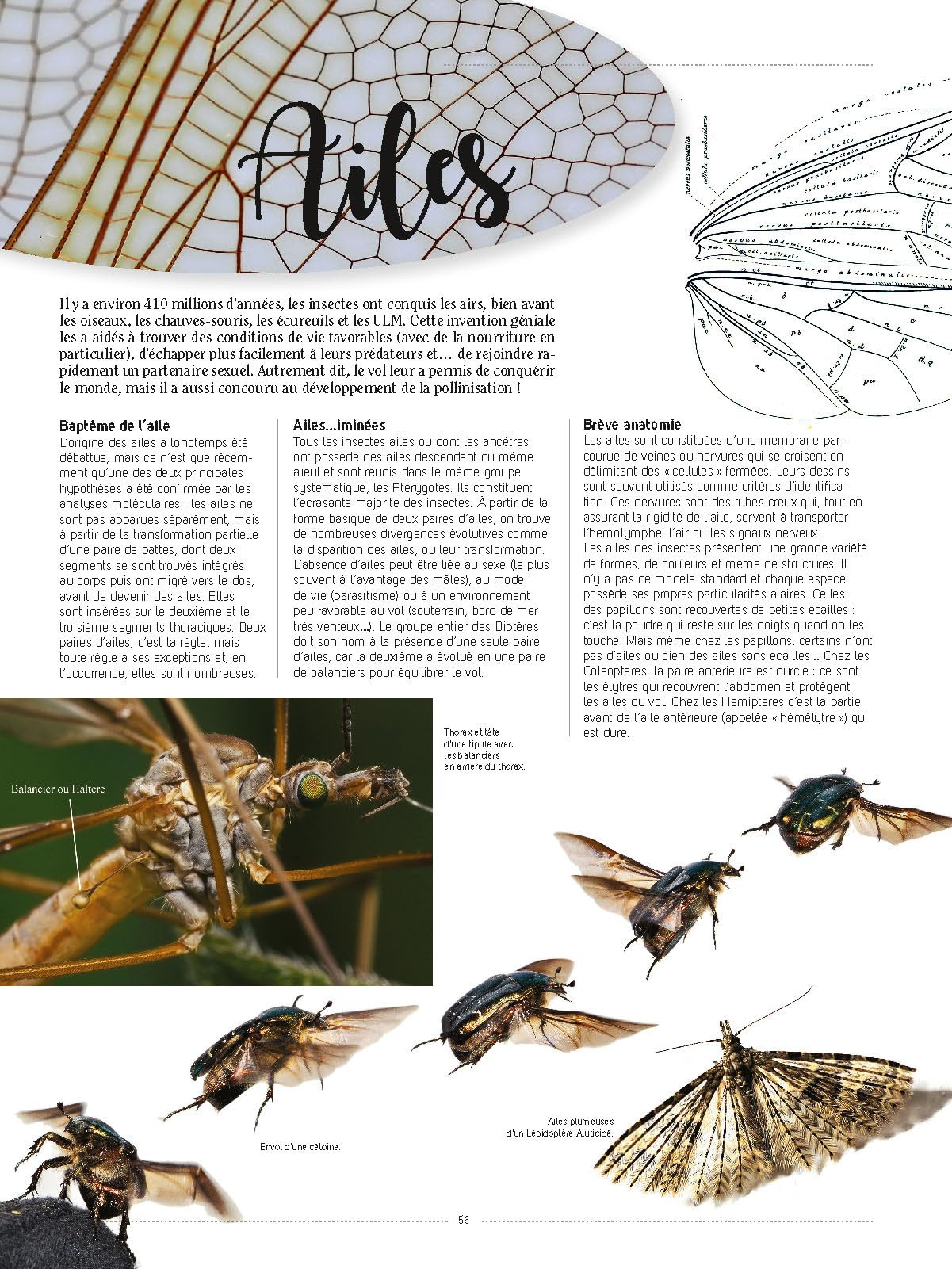 Insectes: Tous les savoirs, toutes les histoires, tous les pouvoirs, tous les espoirs…