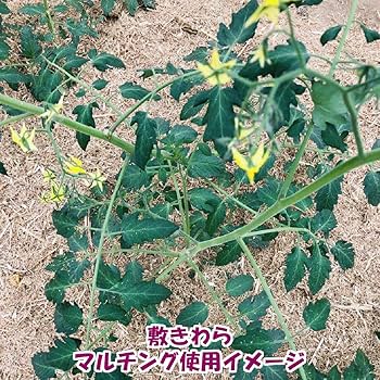 希少わら敷栽培ワッサー（手土産品質）長野県産5kg 希少わら敷栽培ワッサー（家庭用A）長野県産5kg - メルカリ