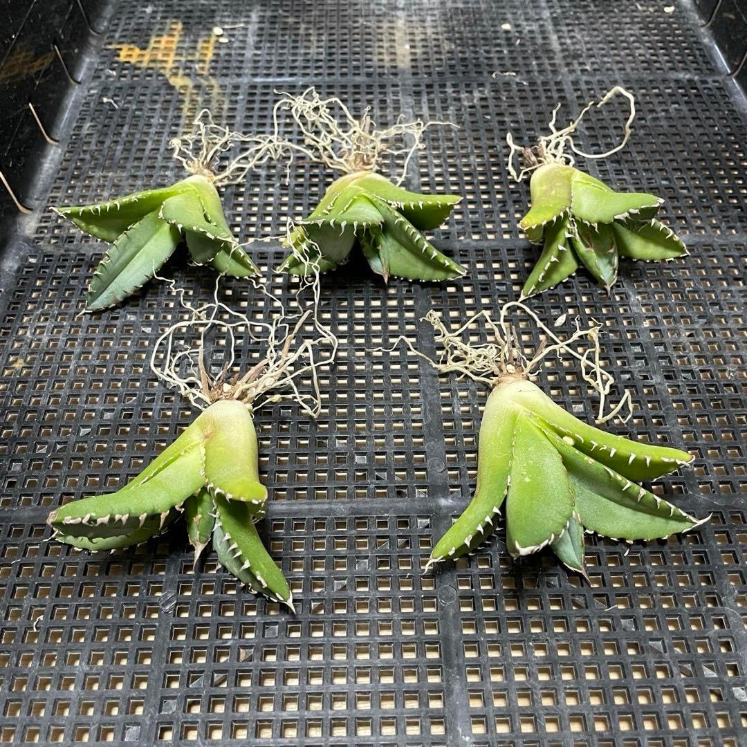 老白鯨 5株 オテロイ チタノタ