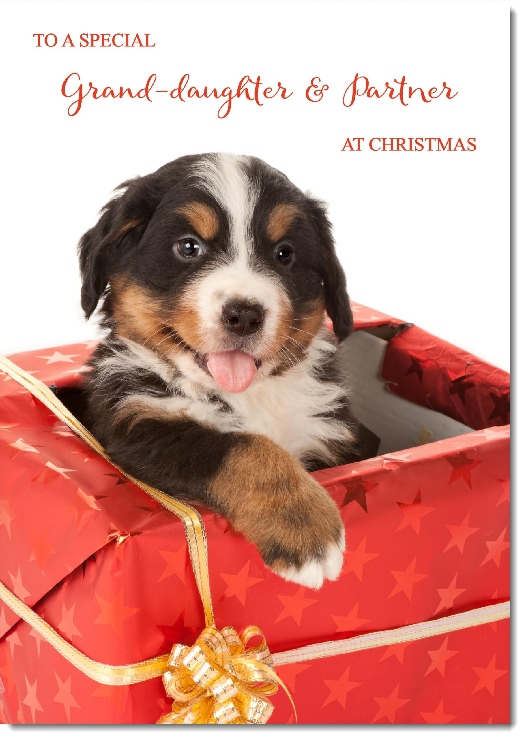 doodlecards Granddaughter and Partner Christmas Card Dog in Parcel Large A4 Size Christmas Card for Granddaughter & Partner with Plain Envelope