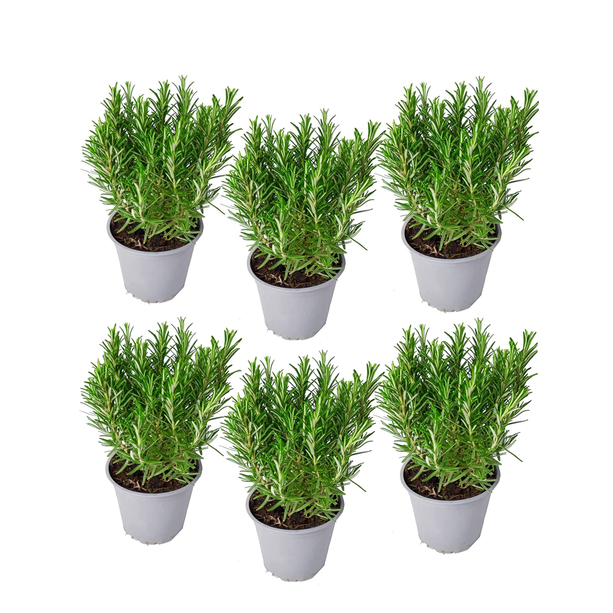 Romero | Pack 6 Plantas | DECOALIVE | Pack de Plantas de Romero Naturales | Interior y Exterior