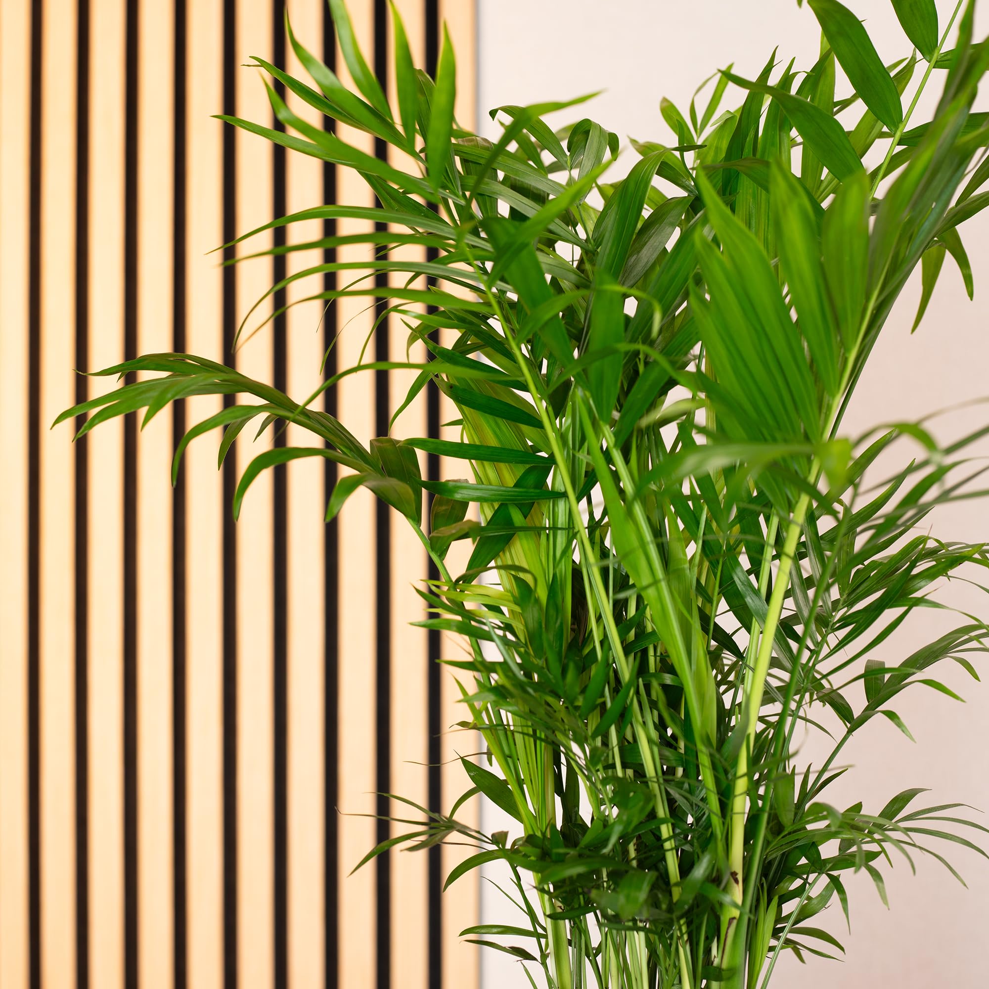 Bergpalme - pflegeleichte Zimmerpflanze, Chamaedorea elegans - Höhe ca. 70 cm, Topf-Ø 17 cm