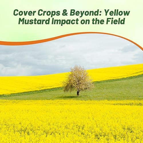 Vista 6 de Outsidepride Semillas de mostaza amarilla – 10000 piezas de semillas microverdes anuales ricas en nutrientes y sabrosas para plantar, fáciles