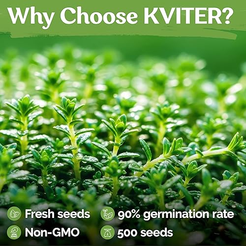 Miniatura 5 de KVITER 500 semillas de tomillo limón para plantar (Thymus Pulegioides) - Semillas de tomillo rastrero silvestre cubierta del suelo, flor herbácea