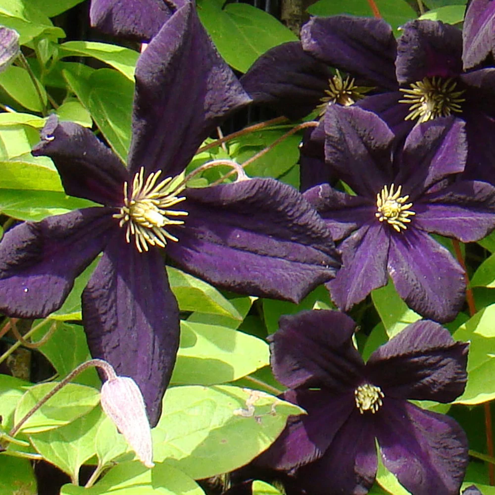 GardenersDream Clématite Romantika - Plante Grimpante Violet Foncé Résistante au Froid - Clématite Vivace Persistante - Plante Extérieur Veloutée