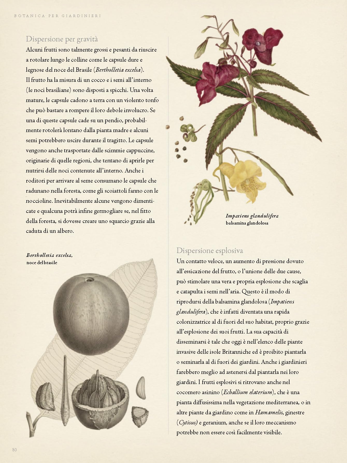 Botanica per giardinieri. L'arte e la scienza del giardinaggio spiegate e raccontate