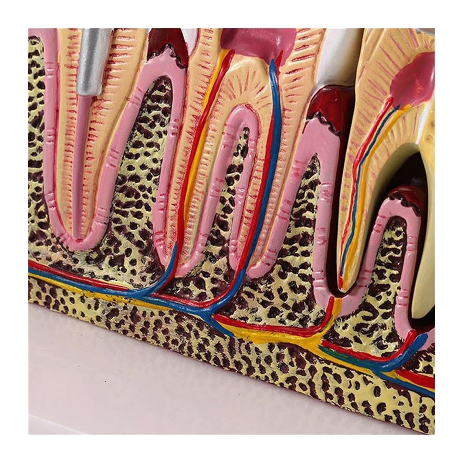 Anatomia dentale Educazione Modello Dente