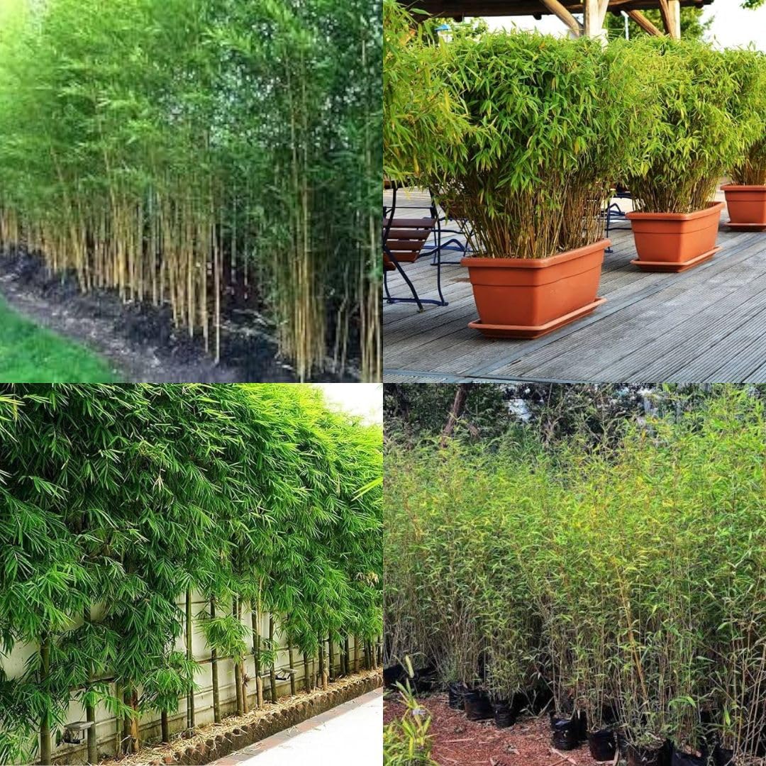 Nutan Wall Bamboo Plant, number of seeds 450-image-28