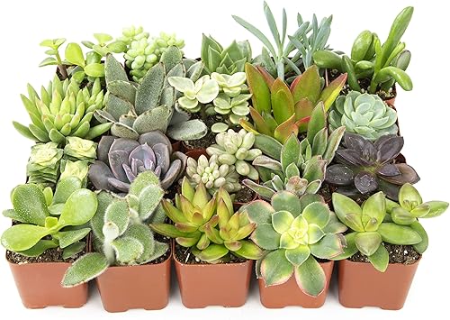 Miniatura 5 de Plants for Pets Plantas de interior fáciles de cultivar (paquete de 12) y plantas suculentas vivas Altman (paquete de 20) - Plantas de interior en