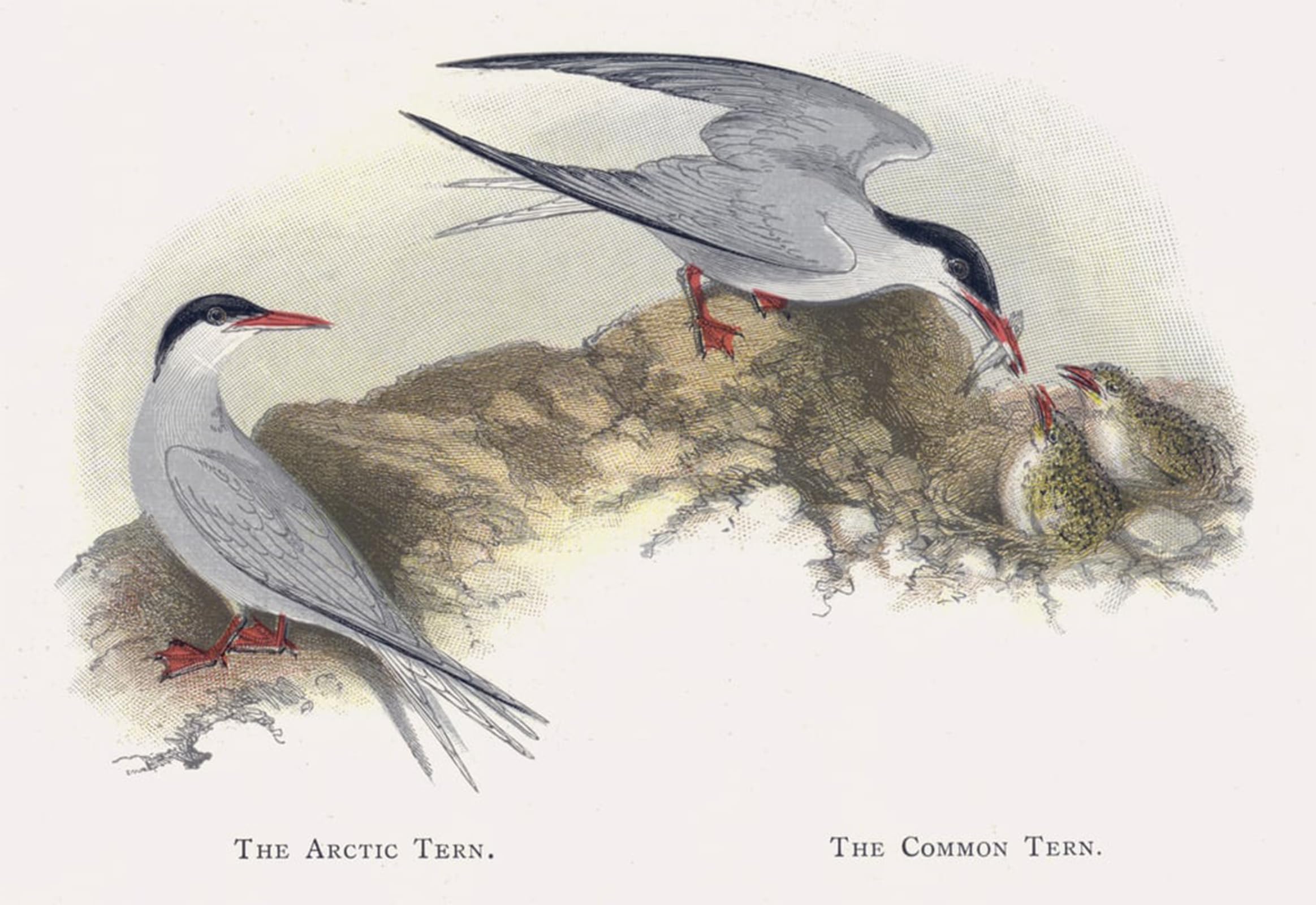 POSTERIIk Famous Animal Posters Vintage Picture the Arctic Tern the Common Tern by Alexander Lydon Modern Wall Decor for Home Decor 60x90cm
