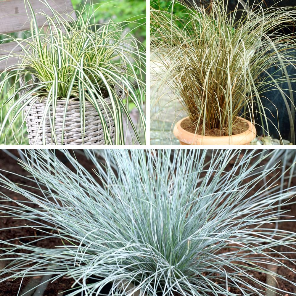 Yougarden You GardenMix Of 3 Colourful Ornamental Grasses Supplied In 9Cm PotsGarden Ready Ornamental Grass Supplied As Established Pl from B&Q
