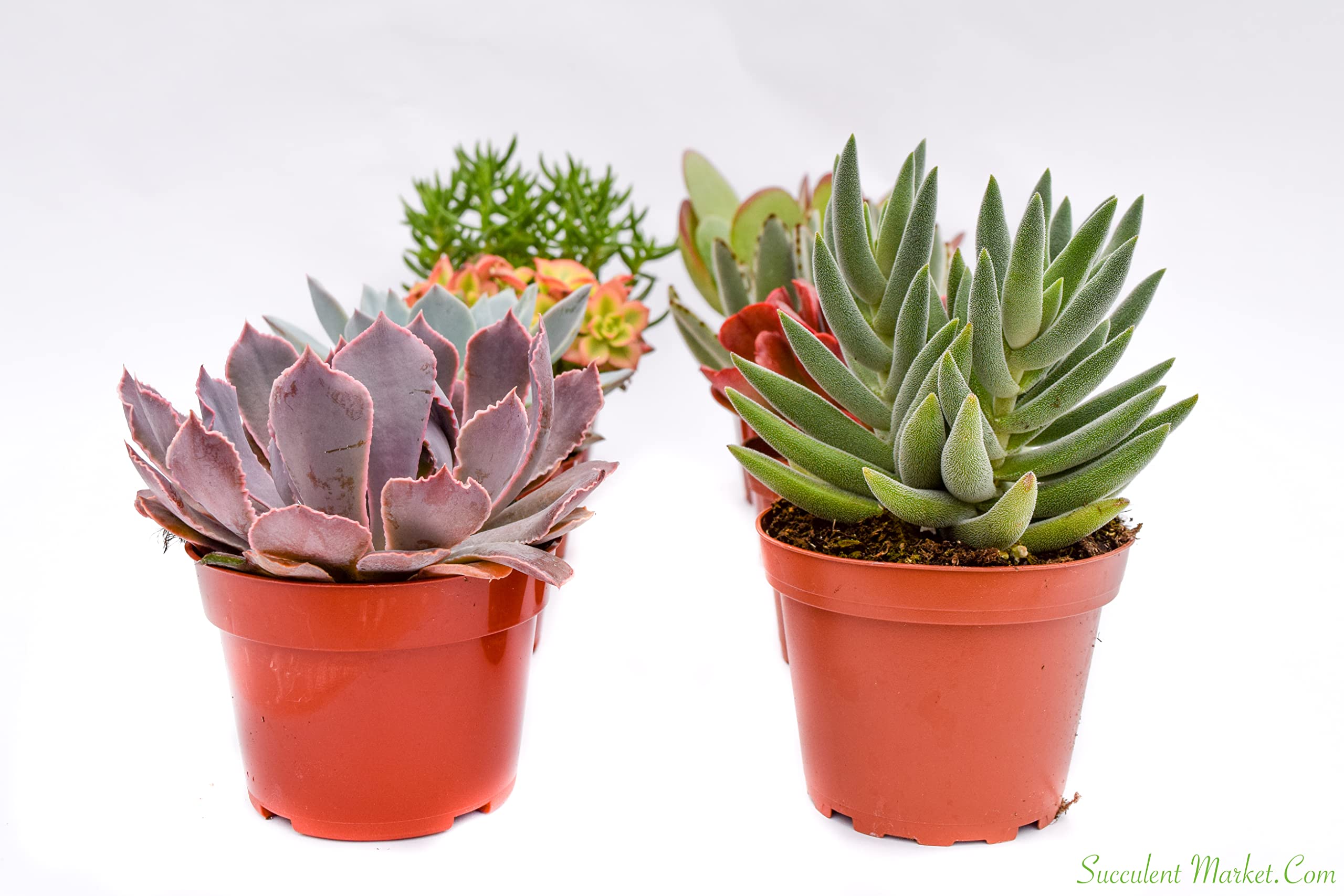 Amazon.com: 大型多彩戶外多肉植物- 4 英吋- 活戶外多肉植物