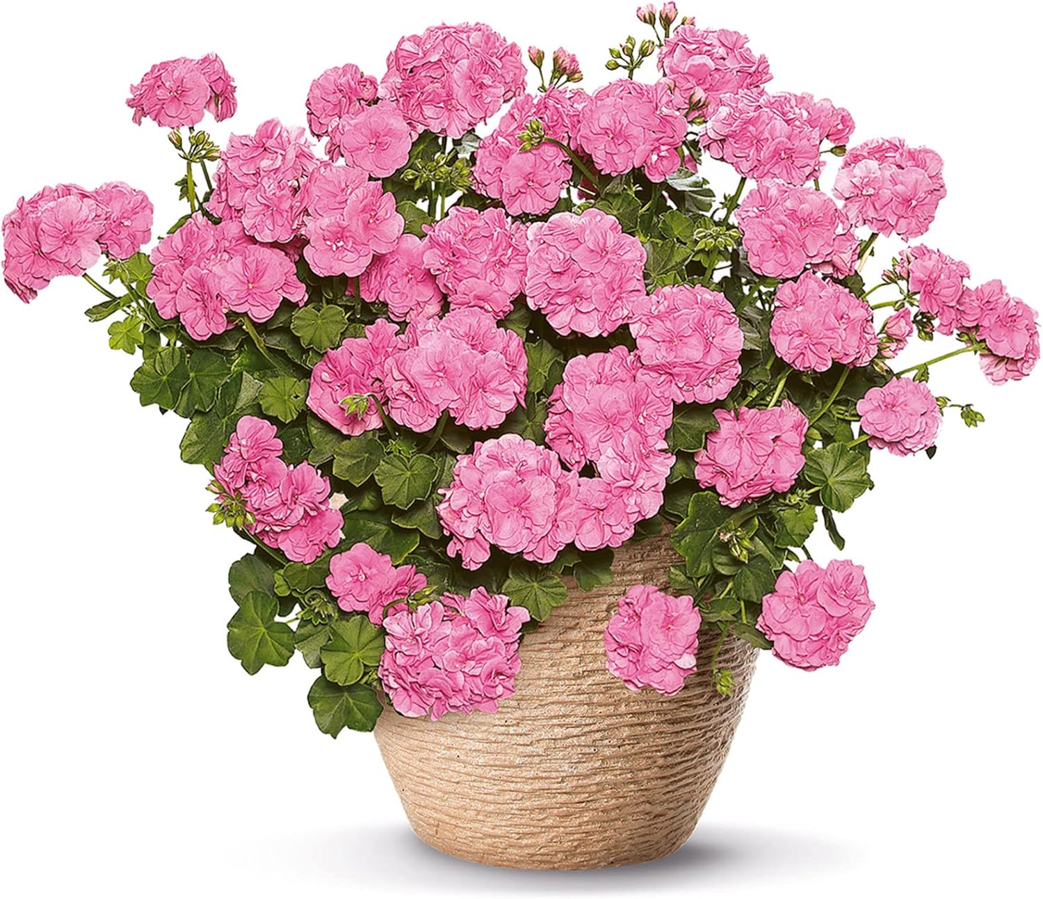 Trailing Geranium Vicky 6 Starter Plants Geraniums .Fantastic for