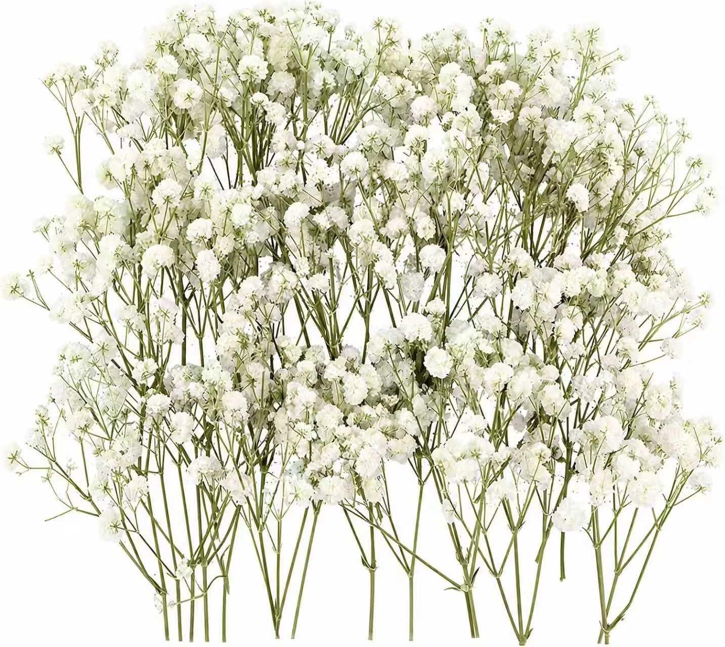 100PCS Dried Pressed Flowers,Natural Baby Breath Dried,Dry Flowers