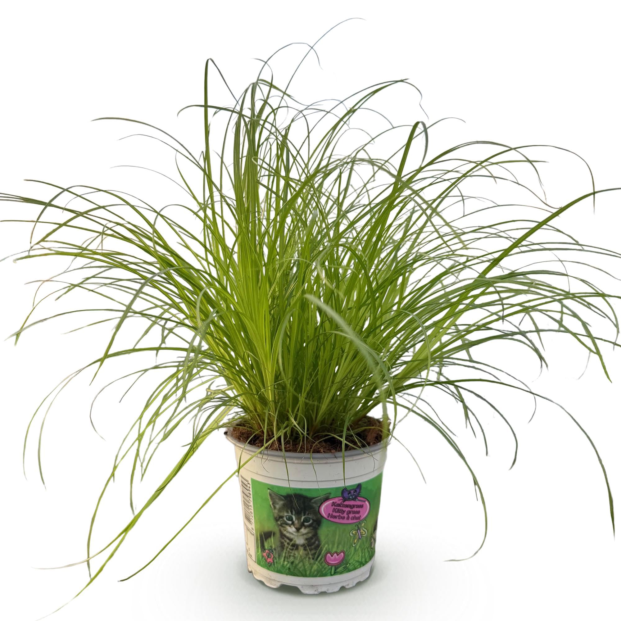 Pianta Cyperus Alternifolius Zumula, Erba Gatta, Verde, Vaso 12cm