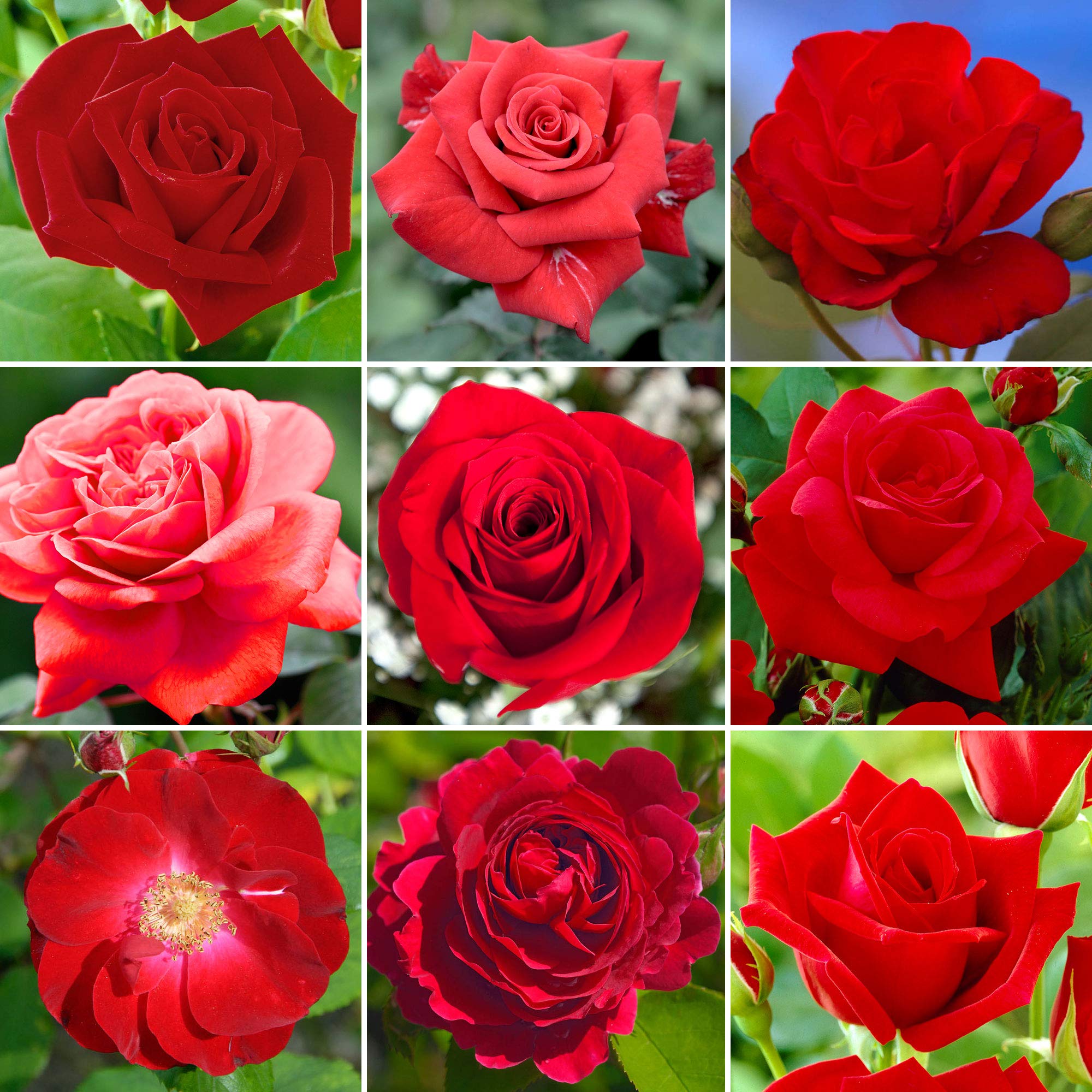 Romantic Red Potted Rose | Premium Garden Roses with Colourful Summer Flowers