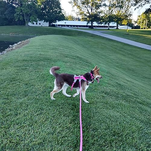 Miniatura 8 de ZALER Correa Larga para Perro Impermeable Correas de Entrenamiento 50ft 30ft 20ft 15ft 10ft 6ft, A Prueba de Olores Correa Larga de Llamada con