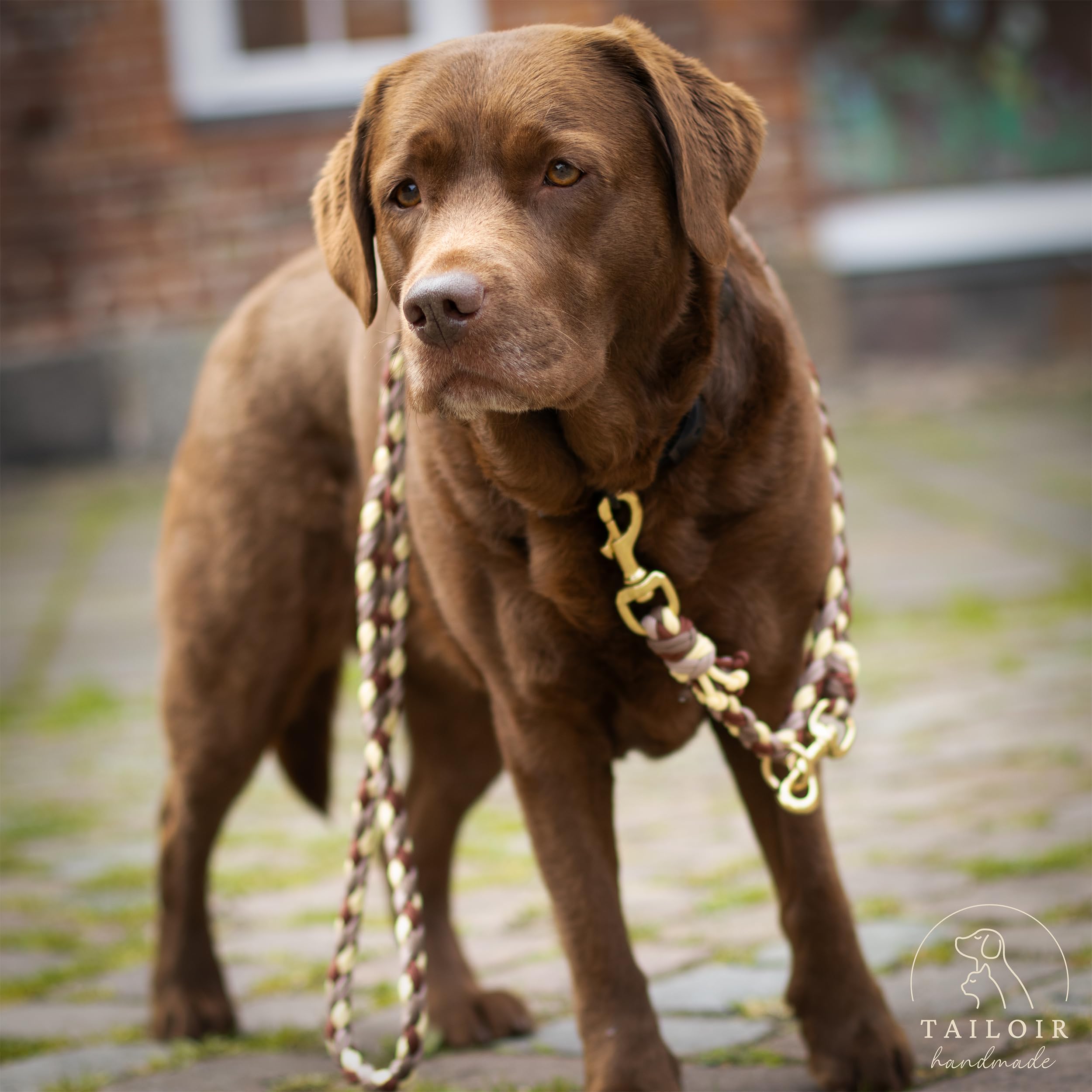 Hundeleine 2m geflochten - Leine Hund, Mittelgroße - Große Hunde, Leine verstellbar, Hundeleinen, Dog Leash Führleine, Bissfeste Hundeleine zum Umhängen, Trainingsleine, Freihandleine Paracord