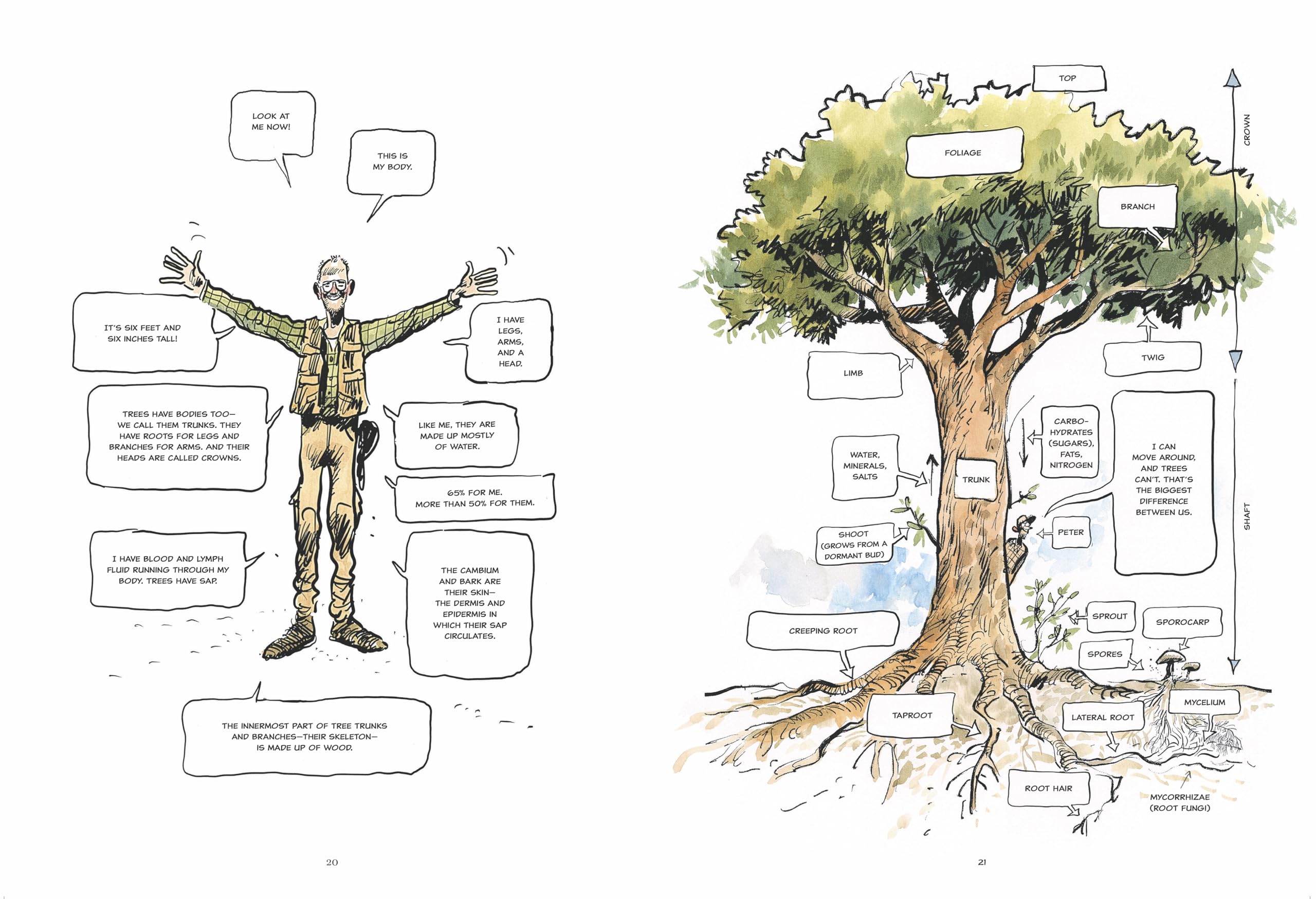 The Hidden Life of Trees: A Graphic Adaptation: (Of the International Bestseller)