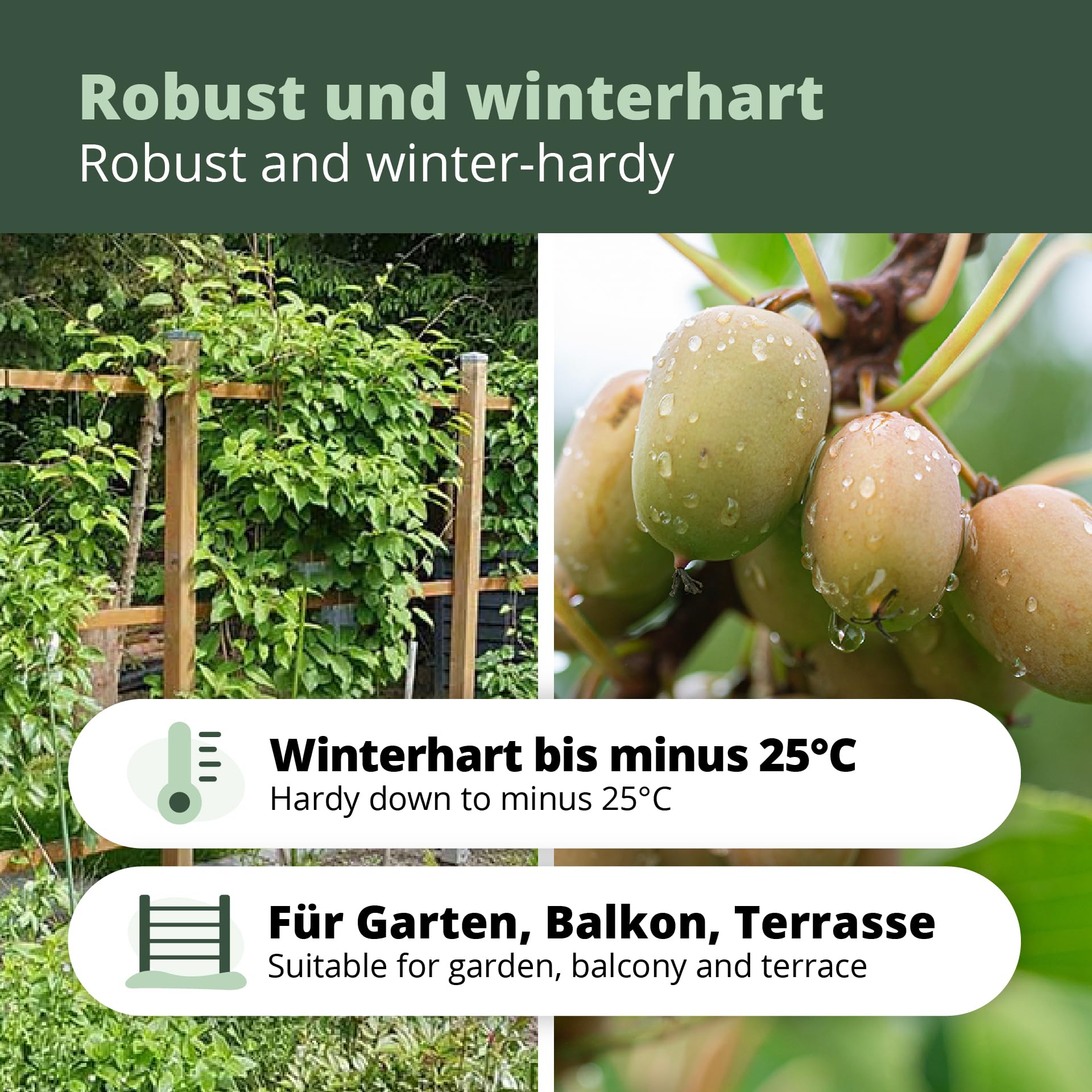 's Kiwi Trio – 3 plantas de kiwi (Actinidia arguta) – Mini kiwi – Garantía varietal directamente del cultivador