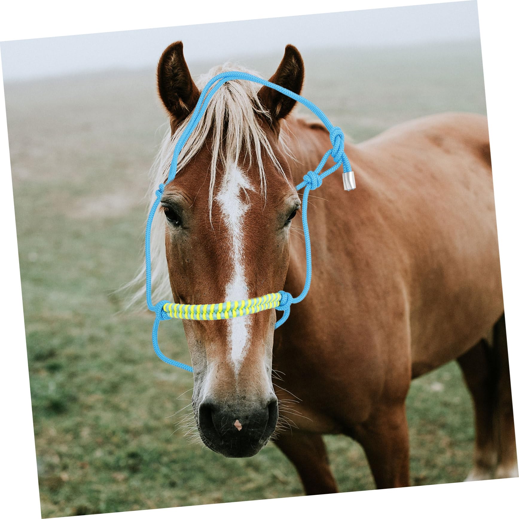 Cavezza di Corda per Cavallo Regolabile, 1 Pezzo, Nylon Nero