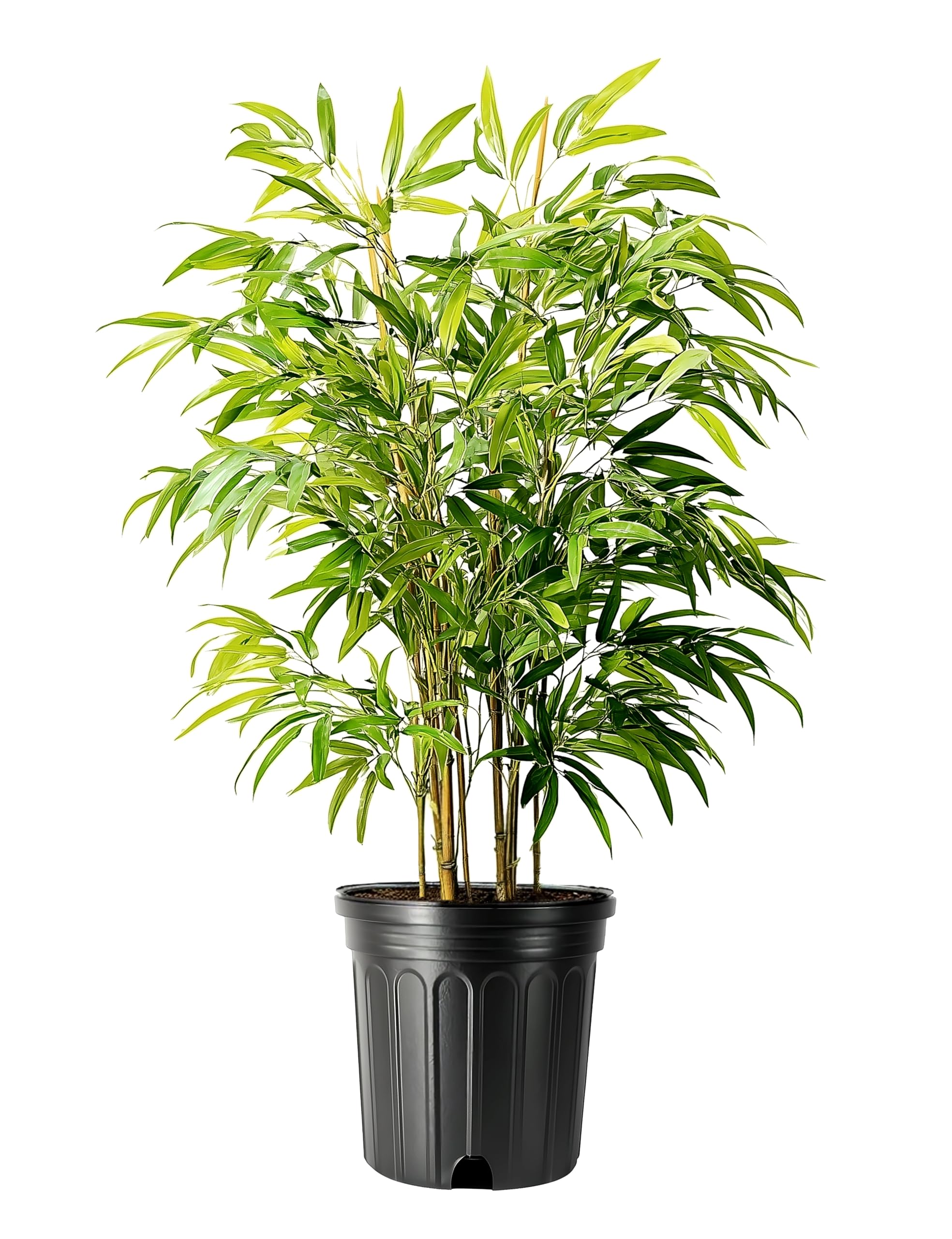 Golden Goddess Bamboo 3-Pack