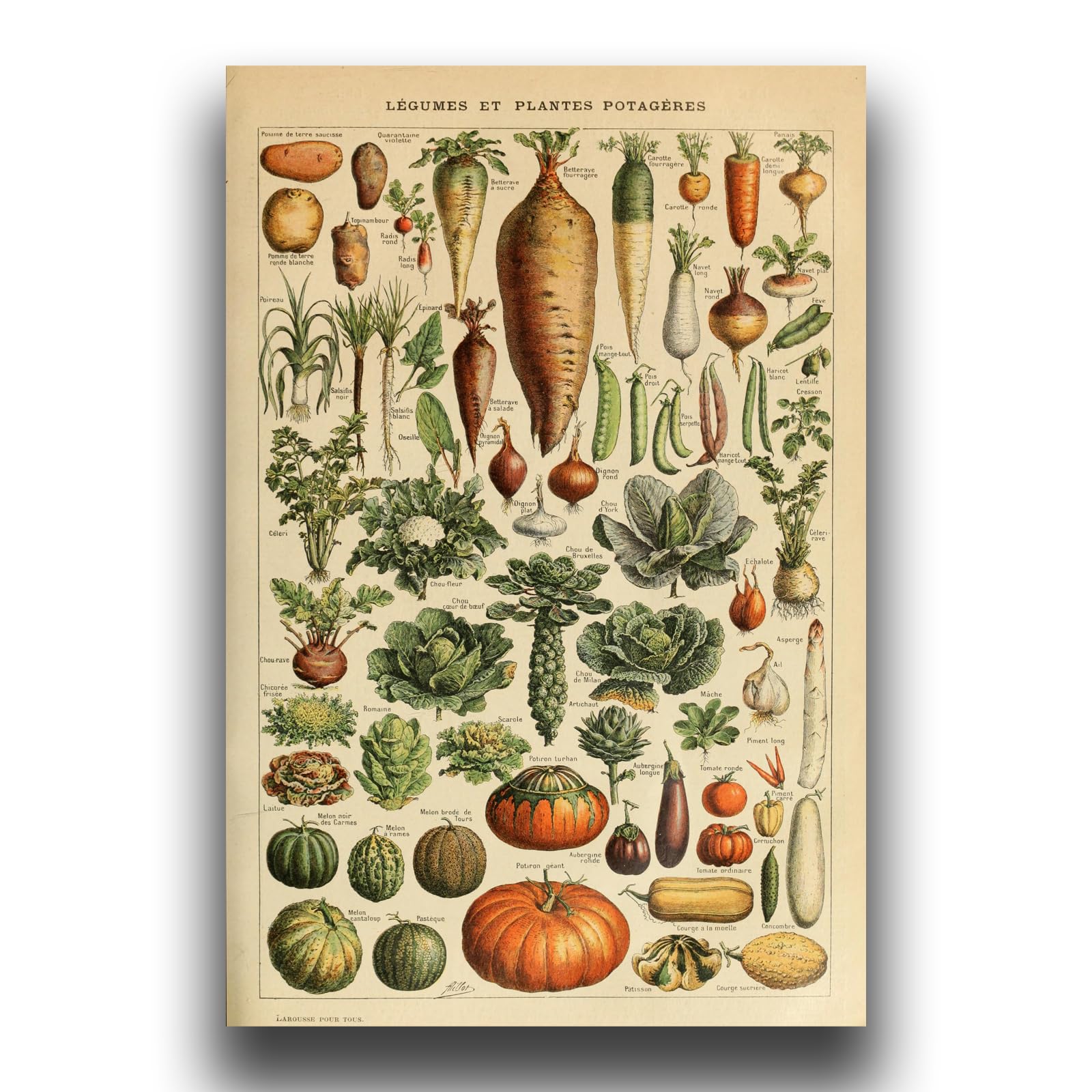 Amazon.com: Vintage Vegetables Poster Prints - Botanical Canvas