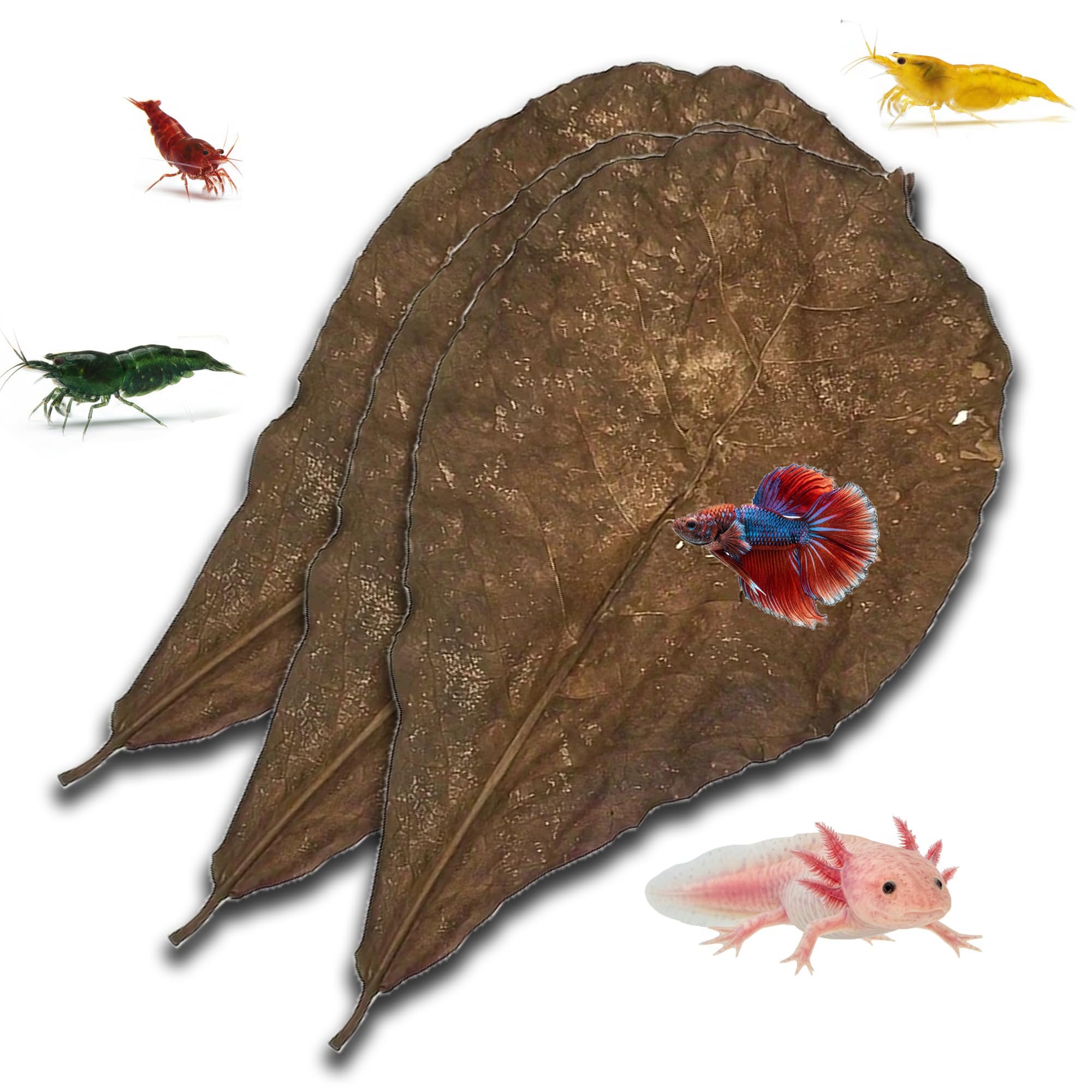5pcs Catappa Indian Almond Leaves Dried Ketapang Leaf Shrimp Betta Fish Axolotl Aquarium Care Lower pH for Aquarium Fish Tank Create Blackwater Environment Boost Immunity (XXL size 24cm - 30cm)