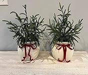 Review Image by Jess Jess