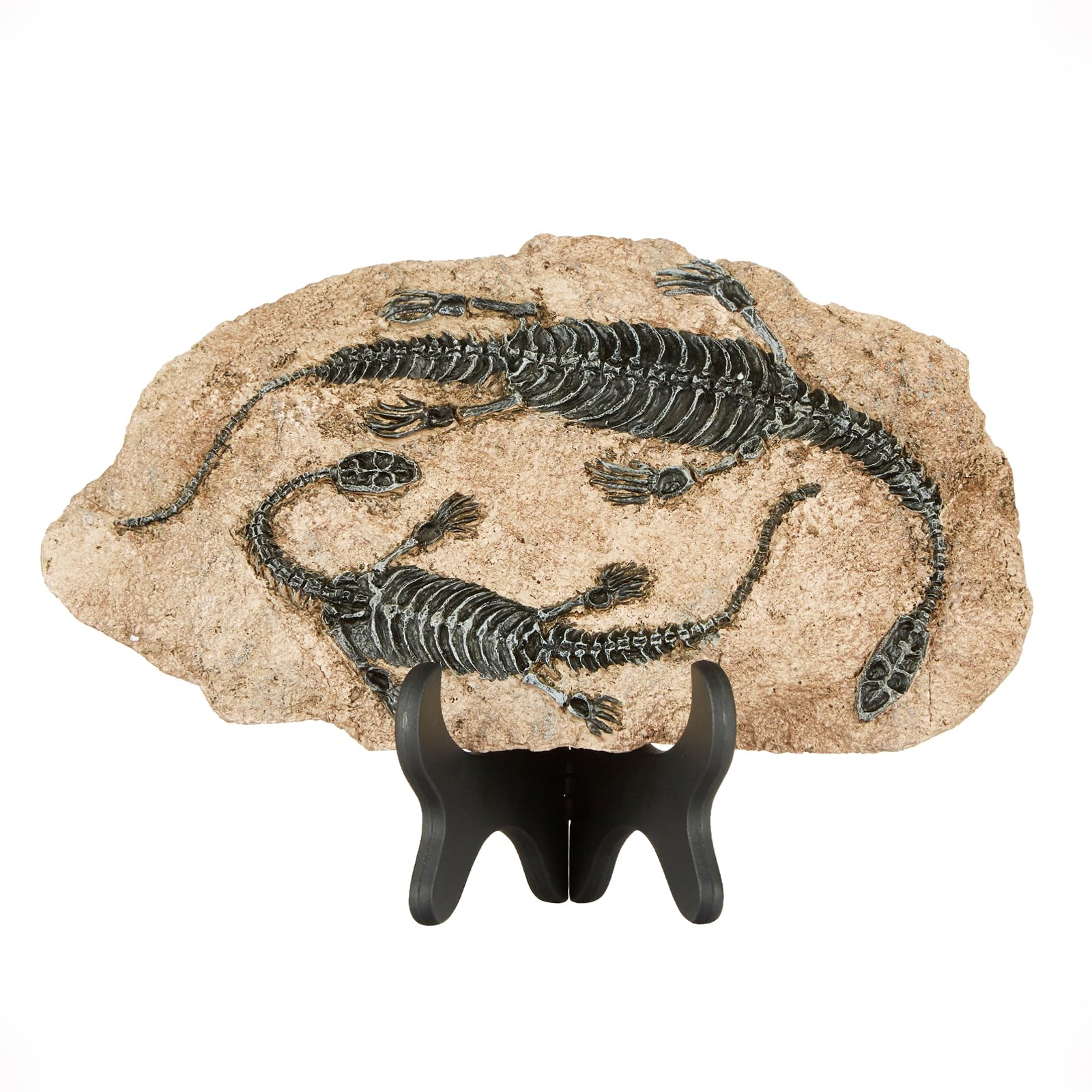 Fossiles de dinosaures en résine : squelette style 3 pour décoration intérieure