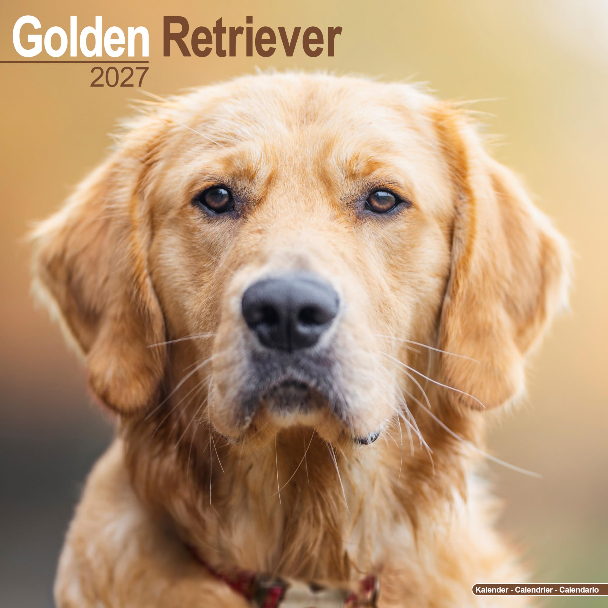 Golden Retriever 2027 Calendar | Square Wall Calendar | Dog Breed Gift | Plastic Free Packaging | by Avonside Publishing