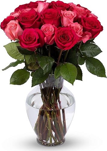 Benchmark Bouquets 24 rosas de belleza ruborizadas de alta calidad, jarrón de vidrio incluido, regalo de flores frescas para cumpleaños, disponible en Yaxa Mexico