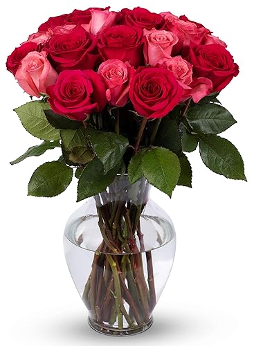 Benchmark Bouquets 24 rosas de belleza ruborizadas de alta calidad, jarrón de vidrio incluido, regalo de flores frescas para cumpleaños,
