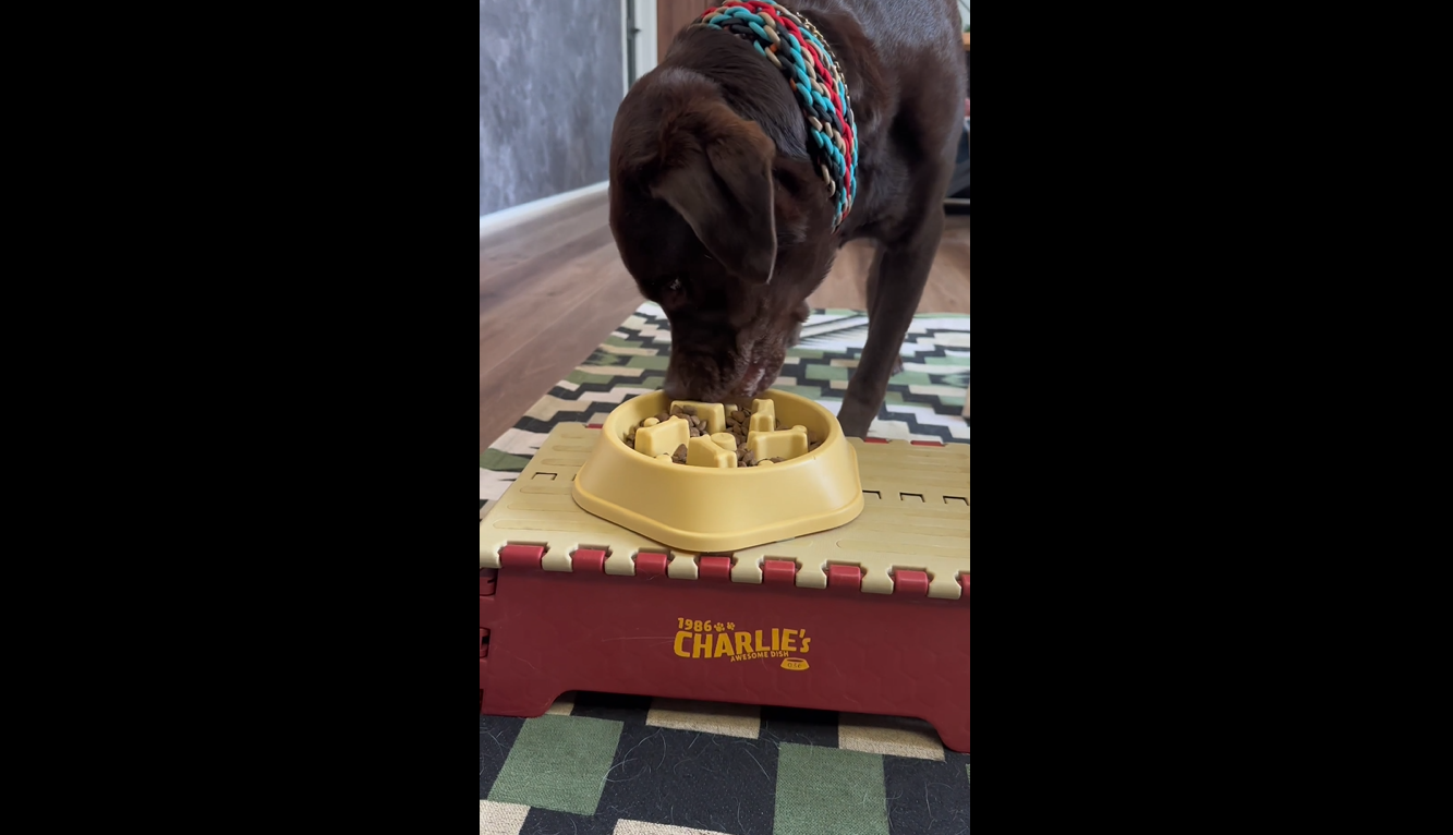 Amazon.co.jp: ネルソンズ ドッグフード 大型犬用 (10kg) 大型犬種 