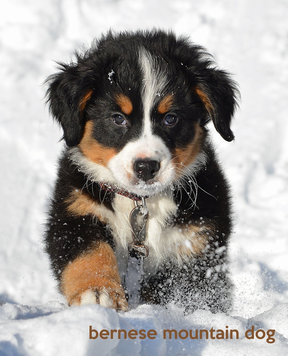 Bernese Mountain Dog: A Gift Journal for People who Love Dogs: Bernese Mountain Dog Puppy Edition: Volume 2 (So Cute Puppies)