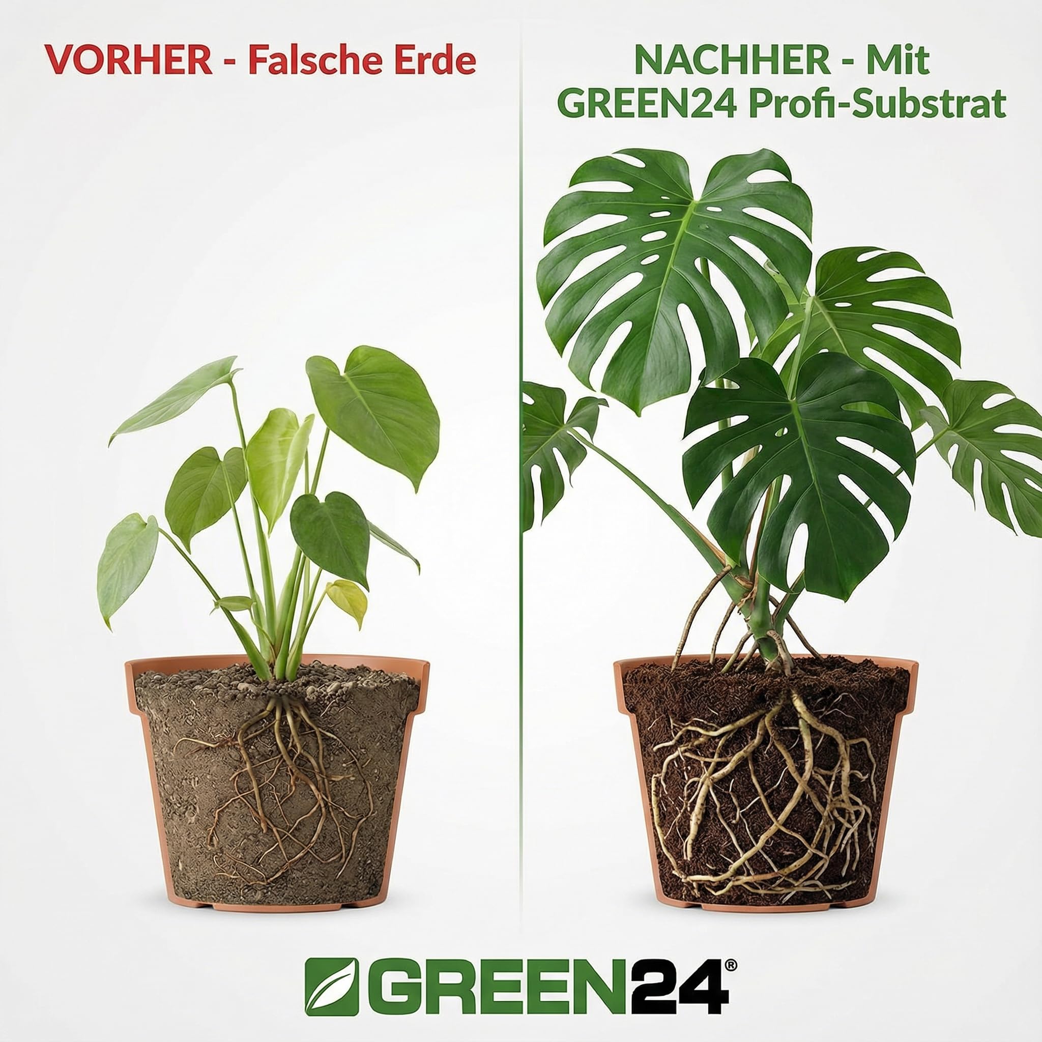 GREEN24 Monstera & Philodendron Substrate Professional Line - 10 Litre  Special Soil for Window Leaf and Tree Lover : Amazon.de: Garden