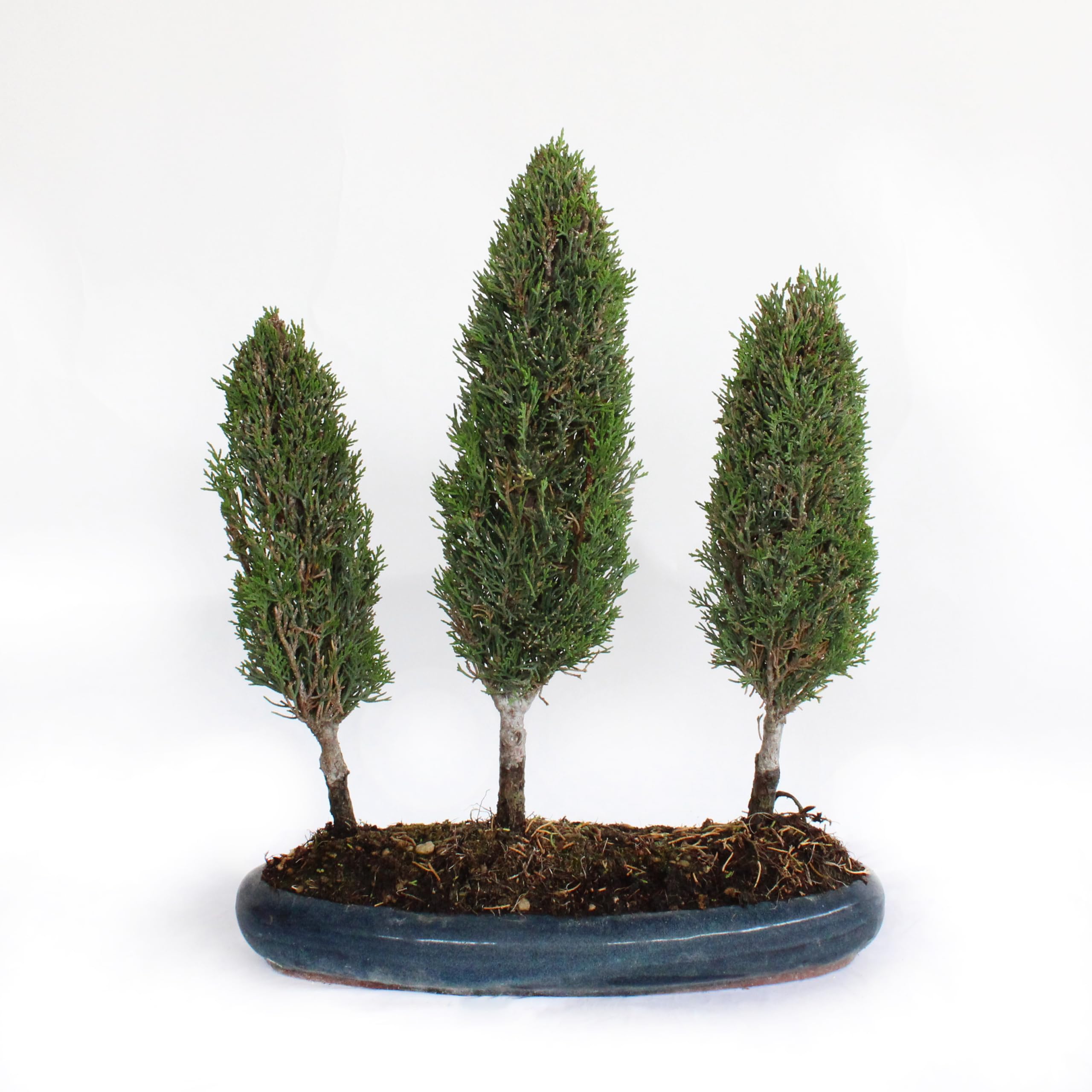 KENTIS - Bonsaï Cupressus Sempervirens - Bonsaï Bosquet de 3 Cyprès - Vraies Plantes d'Extérieur - Pot en Céramique Artisanal - H 40-45 cm Pot Ø 33 cm