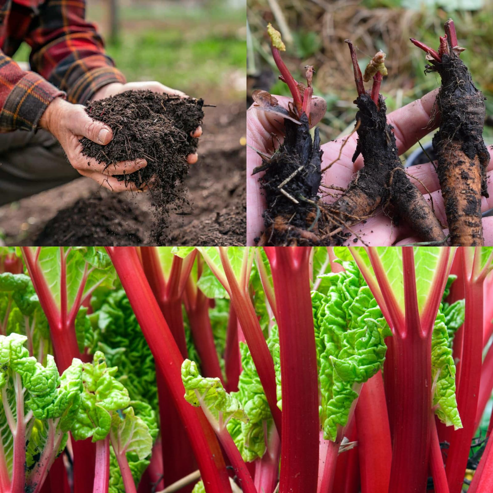 7 x Mixed Ready to Plant Rhubarb Crowns - Varieties Like Timperley ...