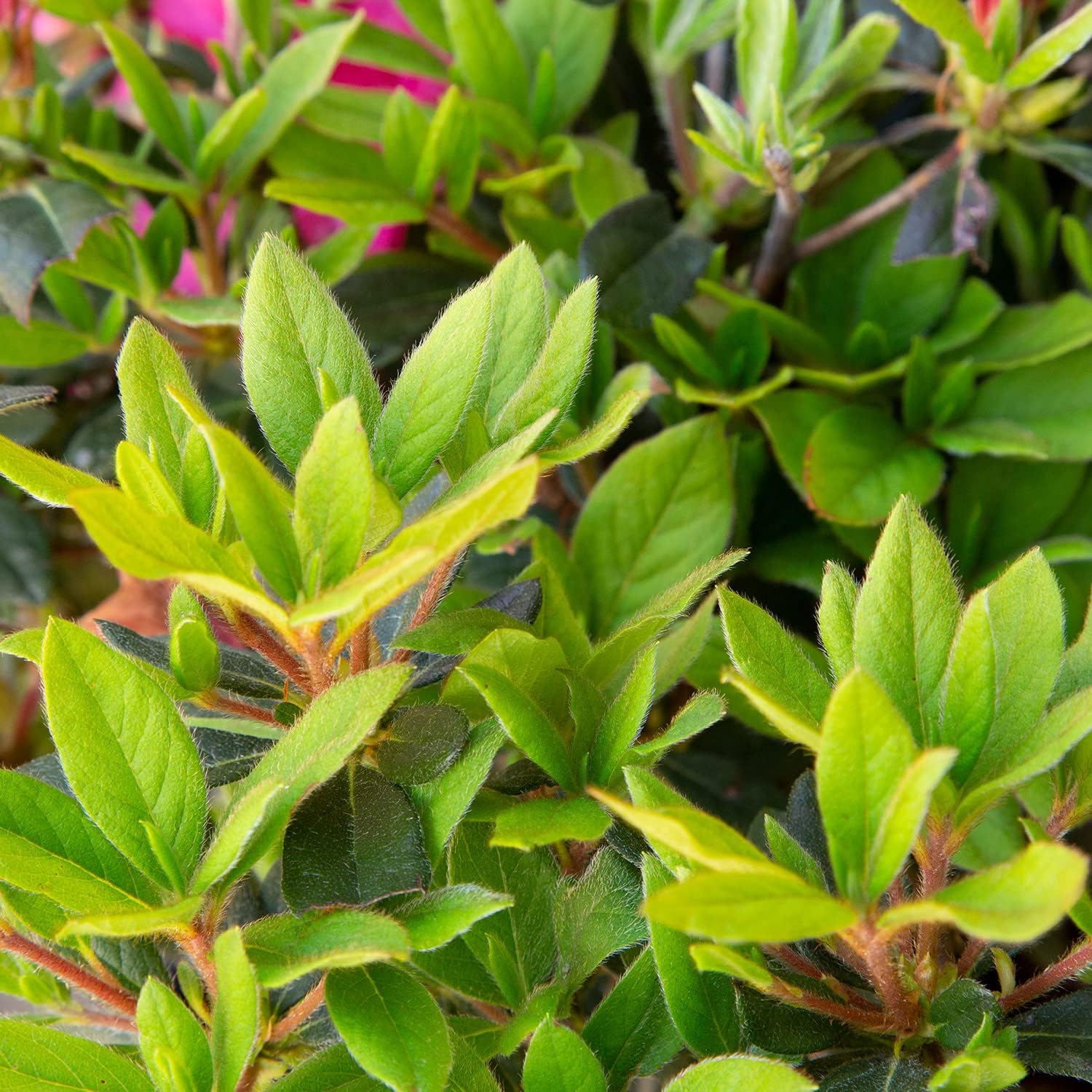 Encore Azalea Autumn Sangria (2 Gallon) Pink Flowering Shrub - Full Sun Live Outdoor Plant