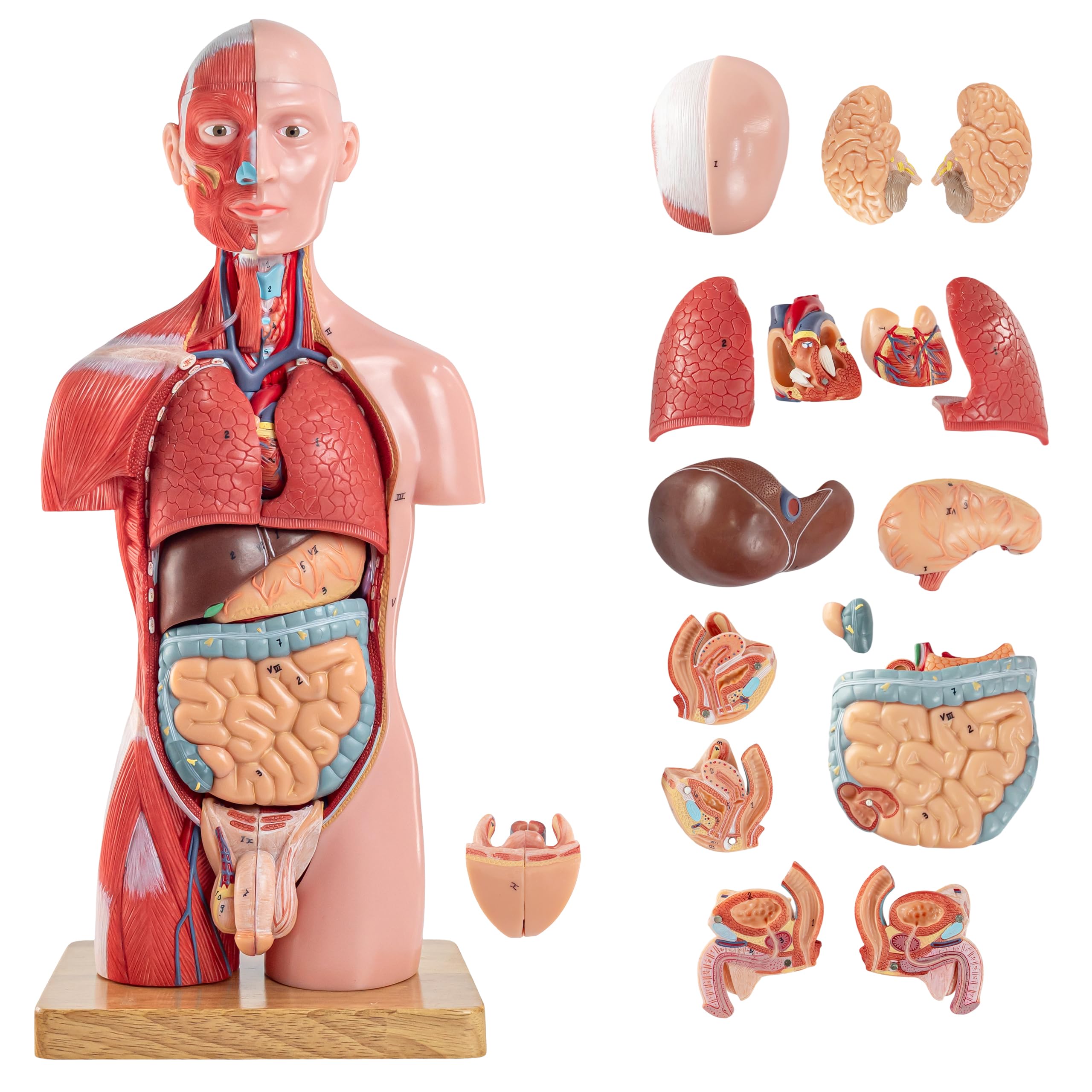 16 Stück Abnehmbares 17 Zoll Menschliches Torso Anatomie Modell mit Herzkopf Schädel Gehirn Skelett Modell für Medizinstudent, Menschlichen Körper Deluxe Muskulatur Modell, Lab & Klassenzimmer Verwend