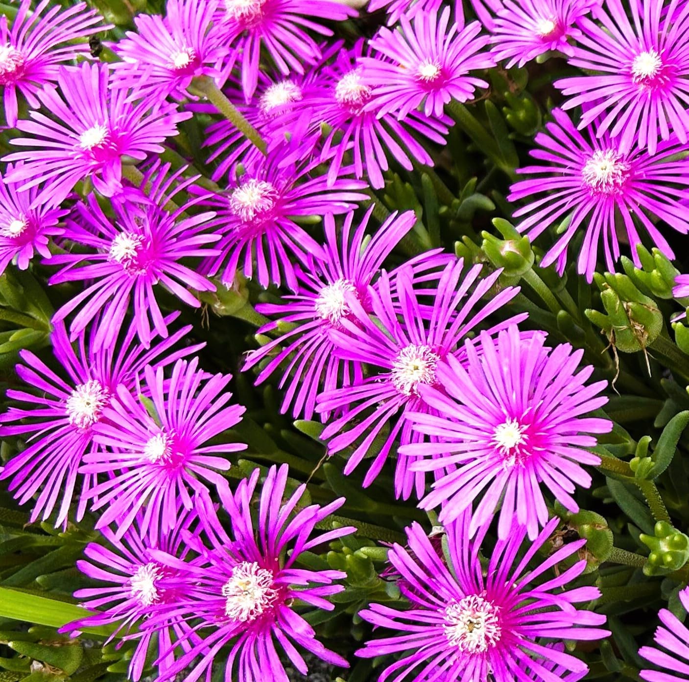 サスケ裂波120レッドヘッドカットアワビ 限定】cutアワビ_レッドヘッド