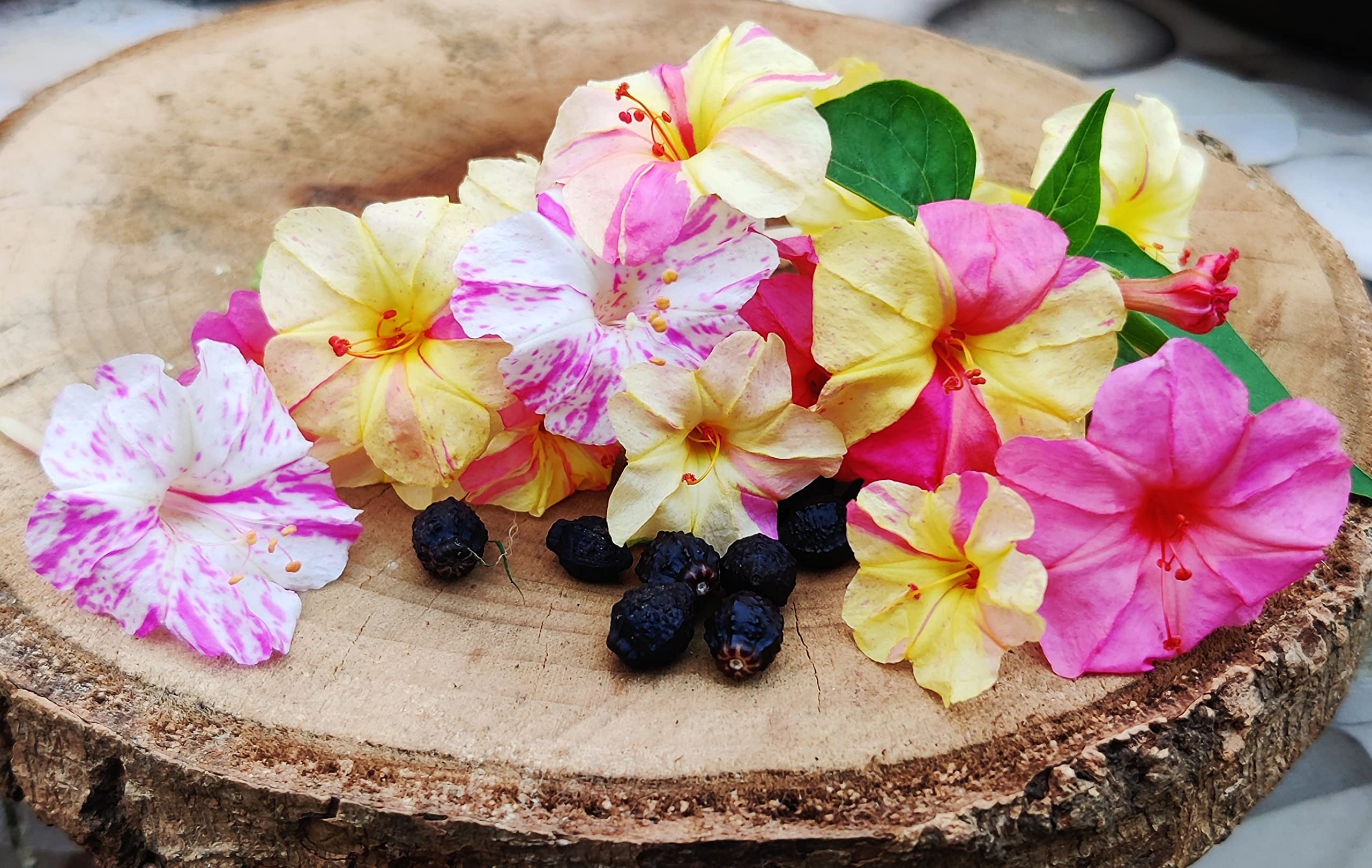 Healthy harvest Mirabilis Four O Clock Flower Seeds Mix/Self-Seeding/Morning Glory Marvel of Peru Marmor Mix Seeds Annual Flowering Plant Home Garden For Kitchen Gardening in all season in India (B094ZRYRF9) Amazon Price History, Amazon Price Tracker