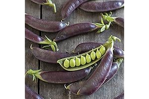 Sweet Snap Peas: Tender and Succulent Treat for Gardeners!