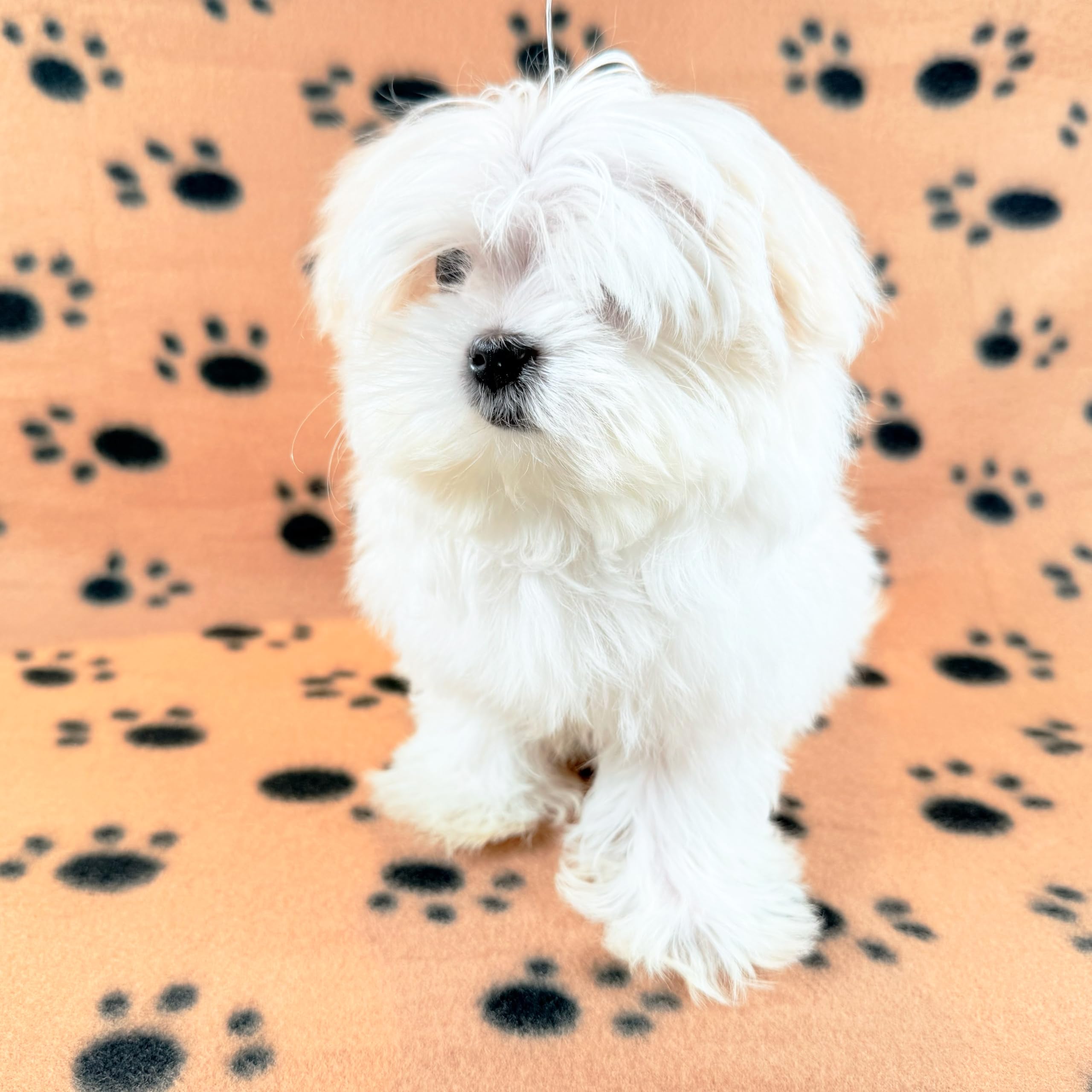 TBK Pets Double-Sided Fleece Pet Blanket, Soft Snuggle Blanket for Dogs and Cats Machine Washable (1 Brown, 28x24/70x60cm)