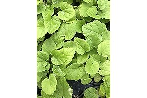 Live Marshmallow Plant: Herbal Perennial for Soft Foliage and Medicinal Benefits