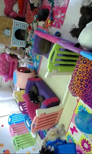 Live Puppy Cam Streaming