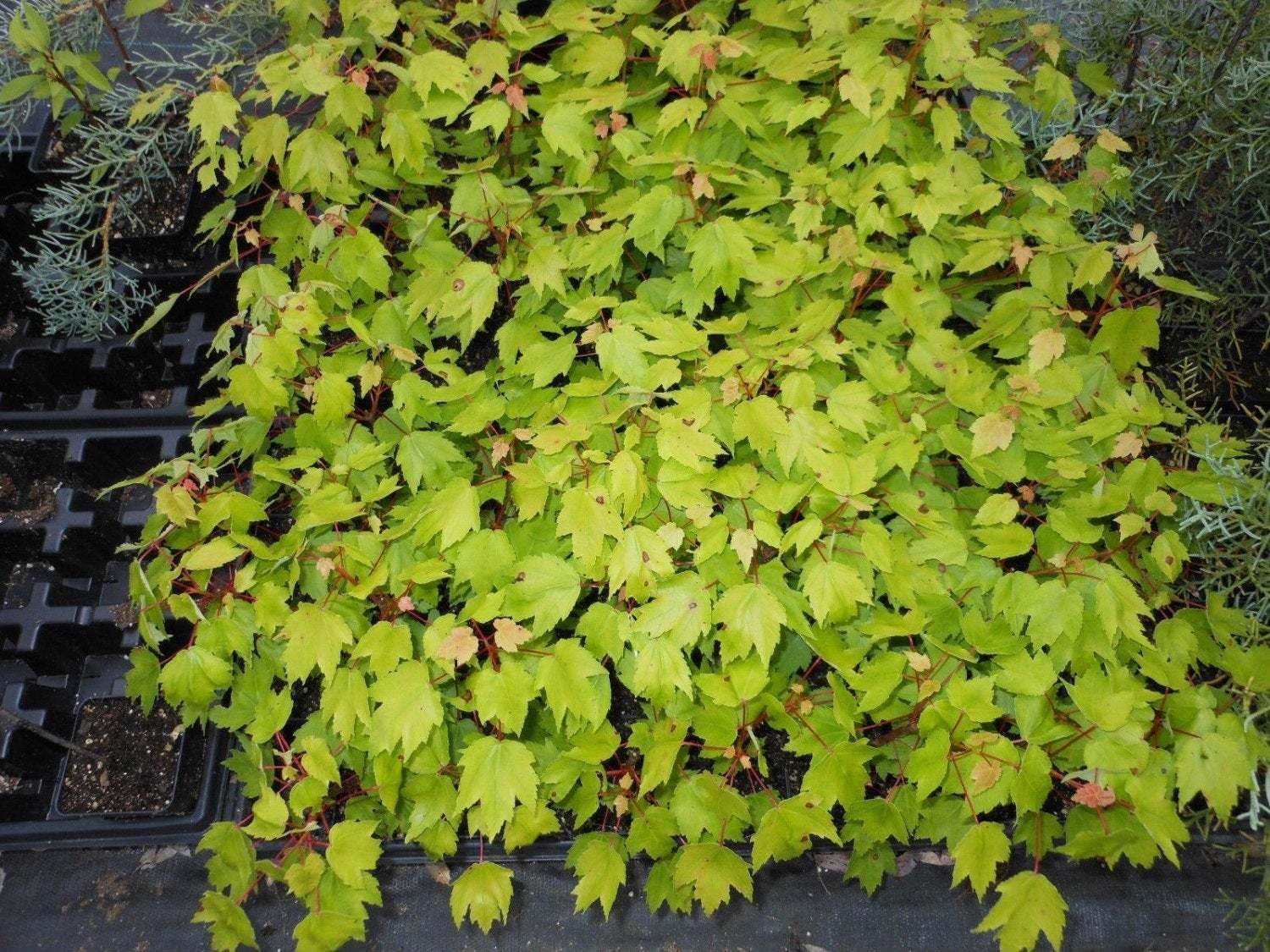 Red Maple Tree - 12-16" Tall Live Plant - Quart Pot